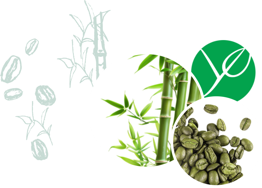 extrato de café verde e broto de bambu
